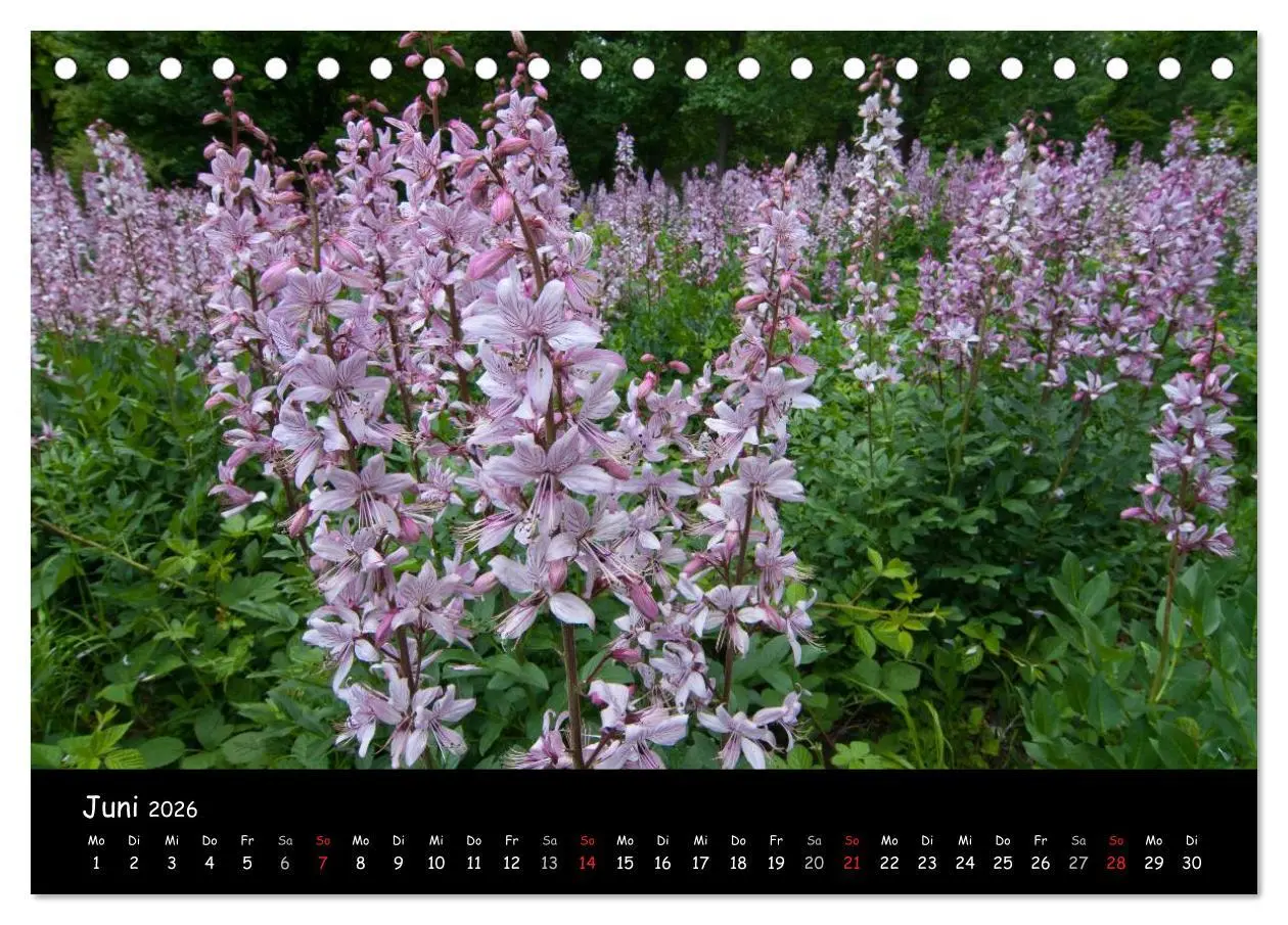 Bild: 9783516074871 | Faszination Harz 2026 (Tischkalender 2026 DIN A5 quer), CALVENDO...