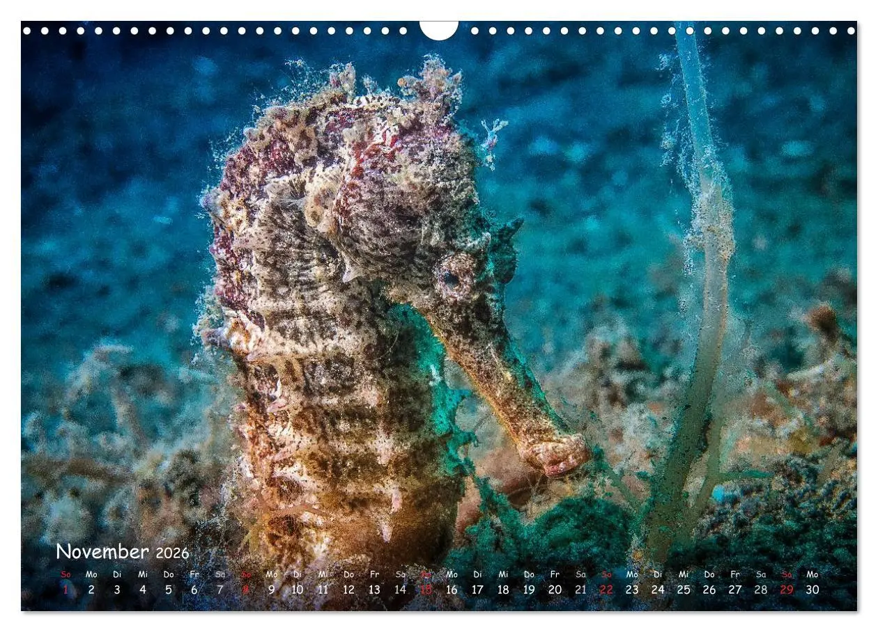 Bild: 9783457974971 | Hippocampus oder einfach nur Seepferdchen (Wandkalender 2026 DIN A3...