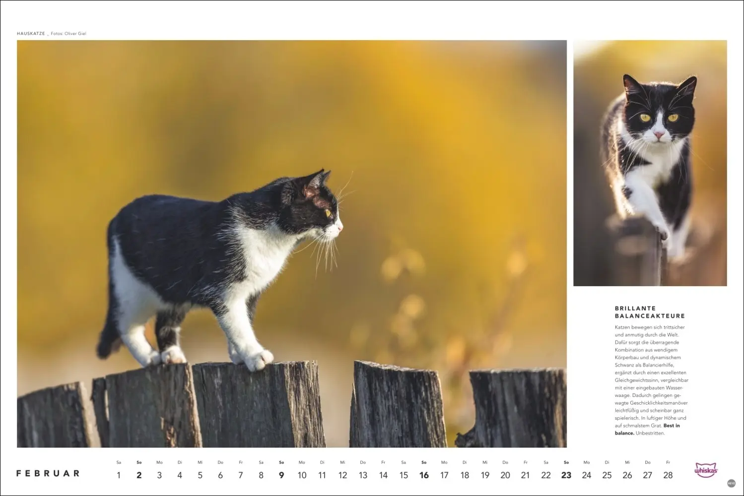 Bild: 9783756404971 | Whiskas Katzenkalender 2025 | Kalender | Spiralbindung | Kalender