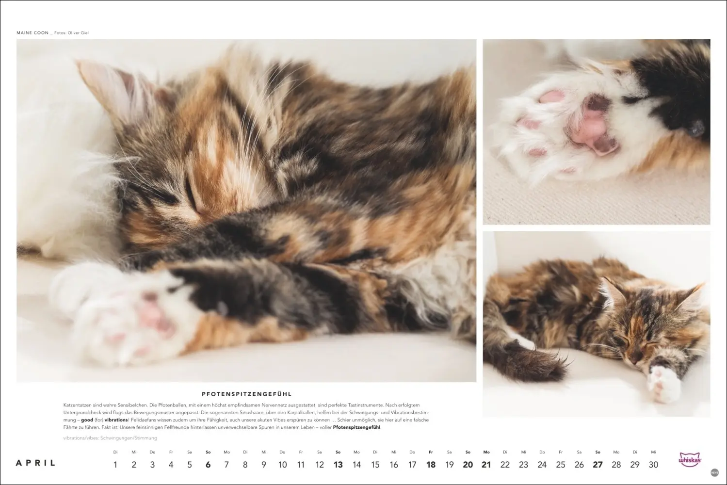 Bild: 9783756404971 | Whiskas Katzenkalender 2025 | Kalender | Spiralbindung | Kalender