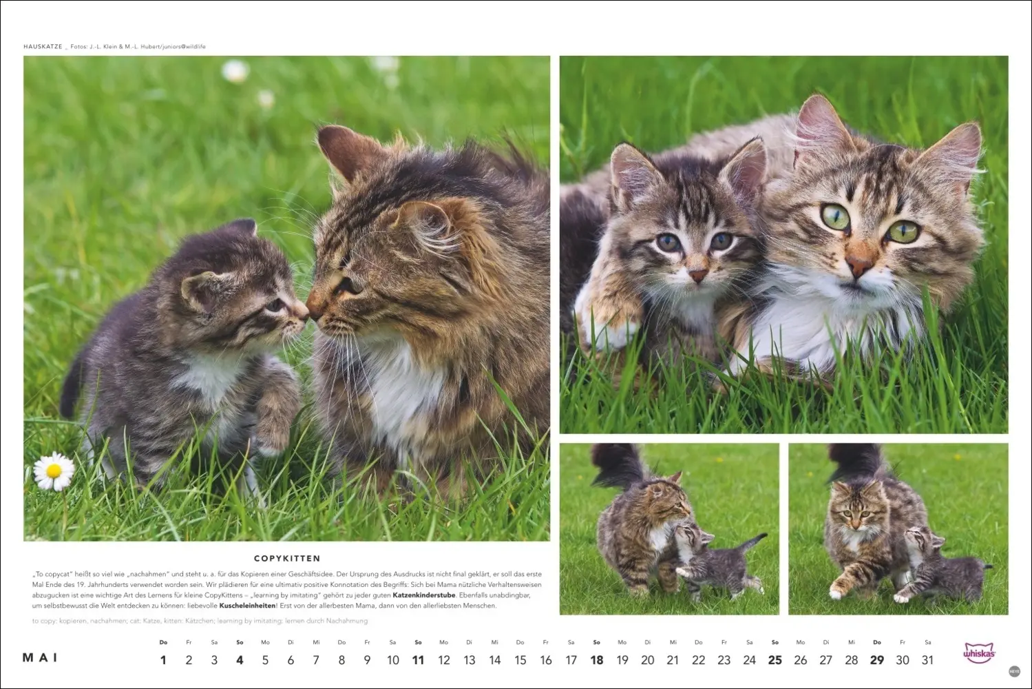 Bild: 9783756404971 | Whiskas Katzenkalender 2025 | Kalender | Spiralbindung | Kalender