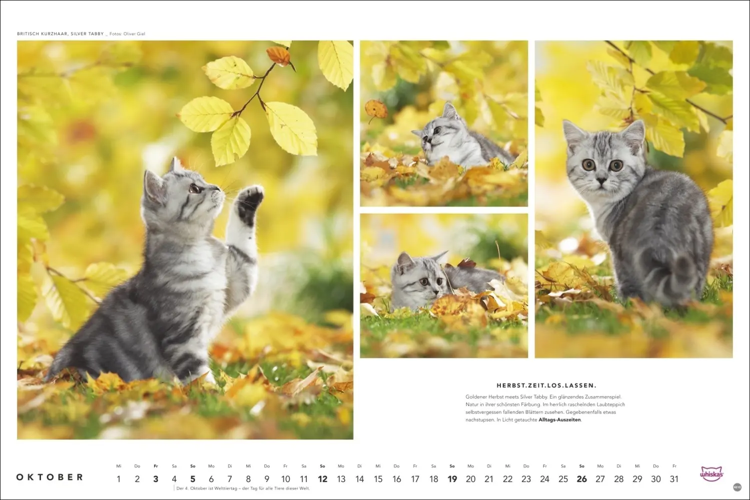 Bild: 9783756404971 | Whiskas Katzenkalender 2025 | Kalender | Spiralbindung | Kalender