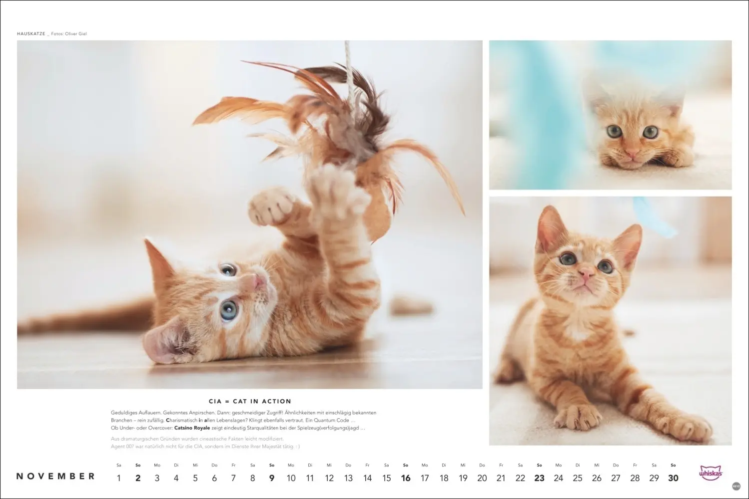 Bild: 9783756404971 | Whiskas Katzenkalender 2025 | Kalender | Spiralbindung | Kalender