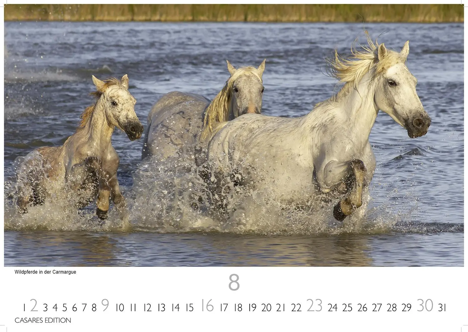 Bild: 9781835245071 | Provence Kalender 2026 35x50cm Grosses Format - Atemberaubende...