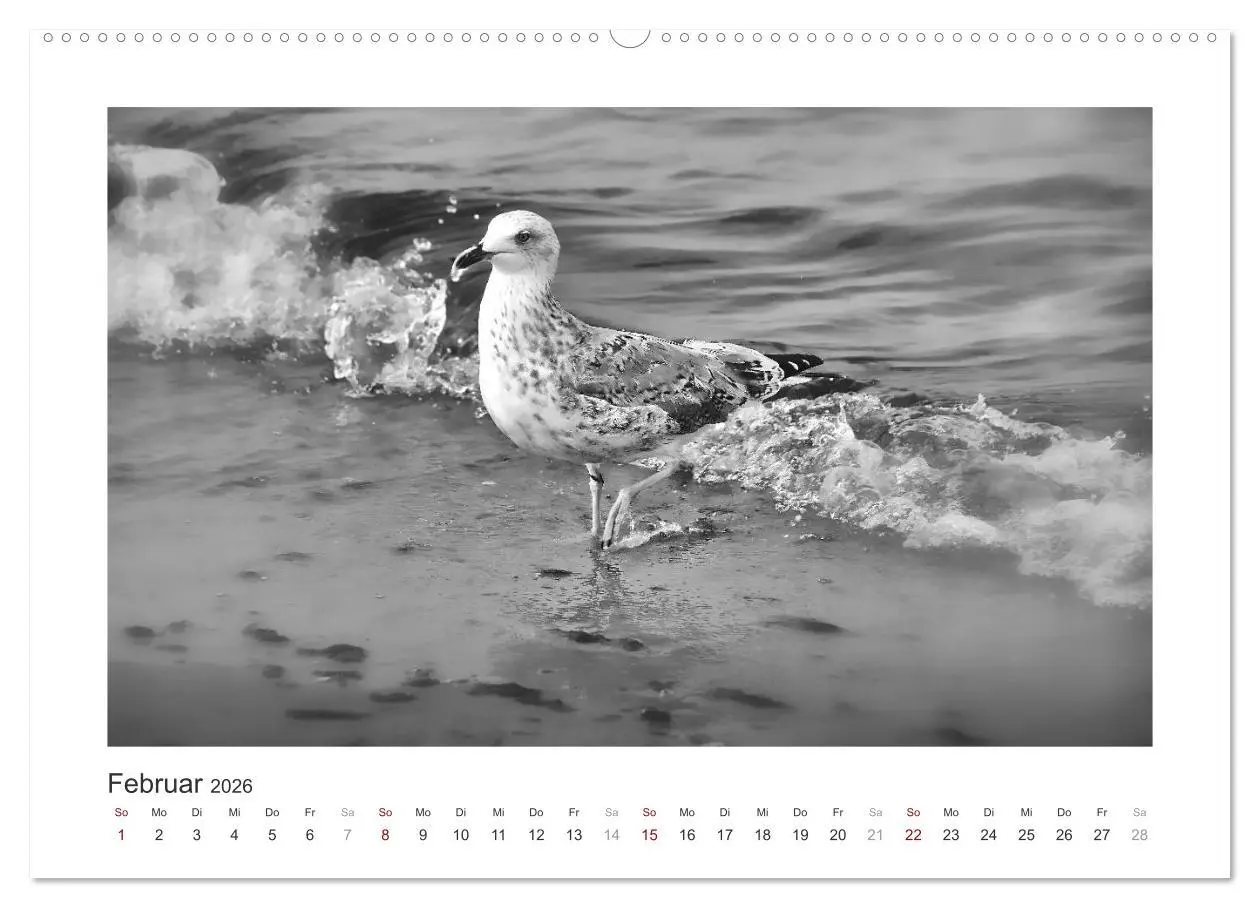 Bild: 9783457935071 | Monochrom Meer (Wandkalender 2026 DIN A2 quer), CALVENDO...