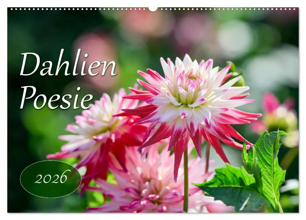Cover: 9783457465271 | Dahlien Poesie (Wandkalender 2026 DIN A2 quer), CALVENDO...