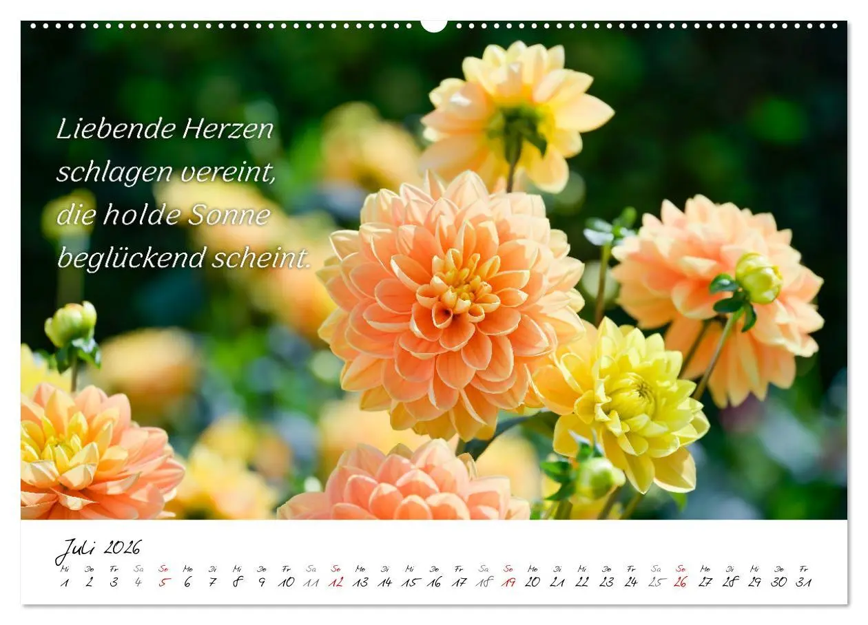 Bild: 9783457465271 | Dahlien Poesie (Wandkalender 2026 DIN A2 quer), CALVENDO...