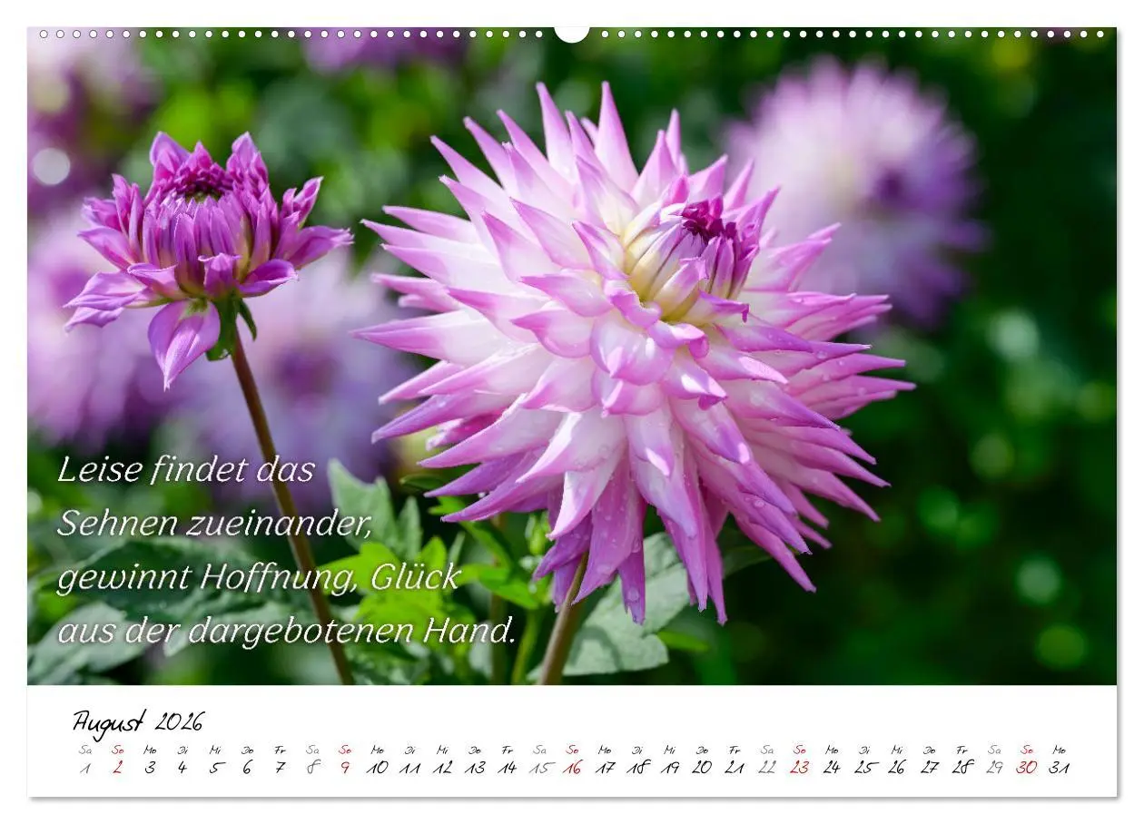 Bild: 9783457465271 | Dahlien Poesie (Wandkalender 2026 DIN A2 quer), CALVENDO...
