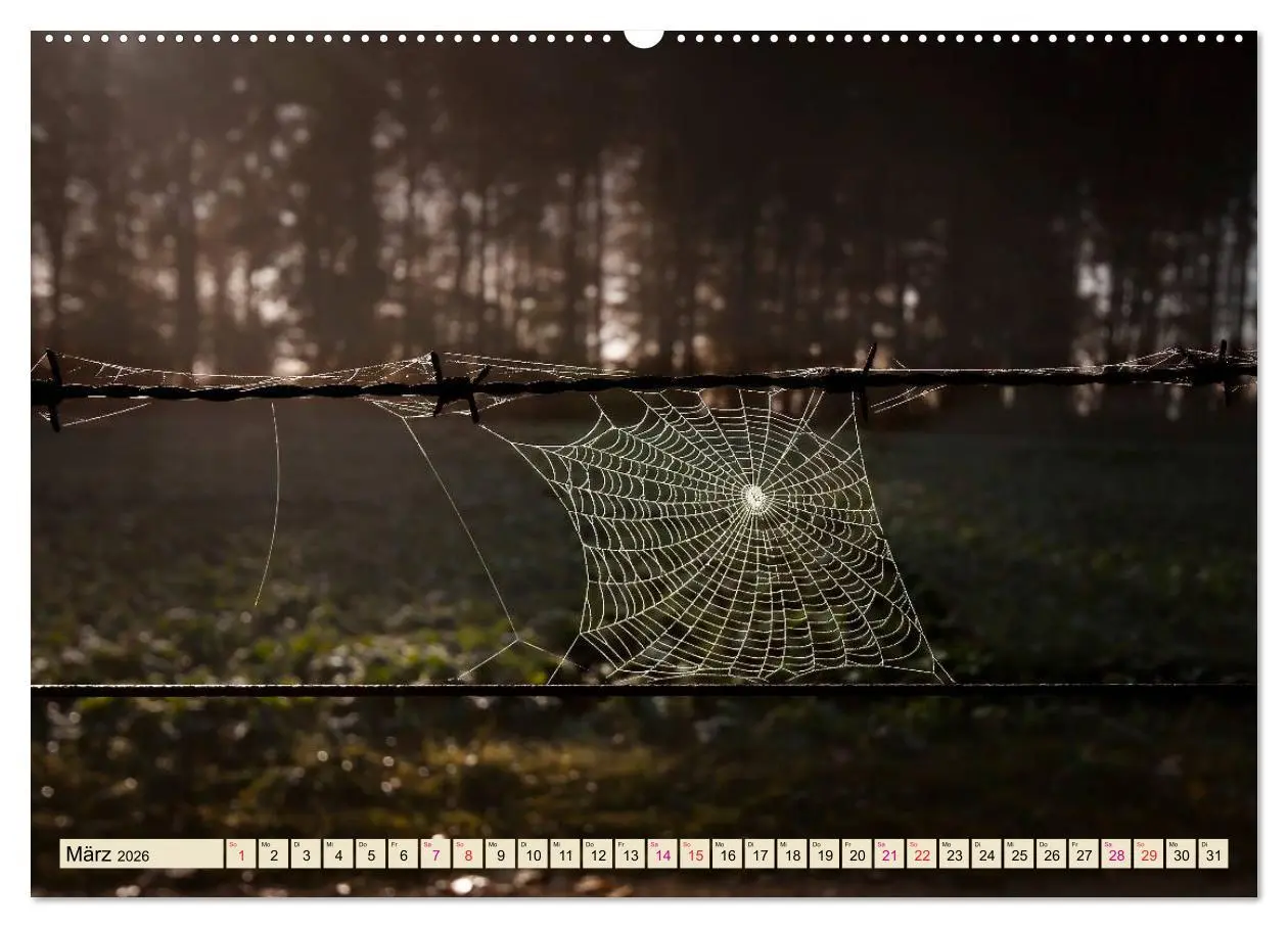 Bild: 9783457845271 | Spinnennetze - Wunder der Natur (Wandkalender 2026 DIN A2 quer),...