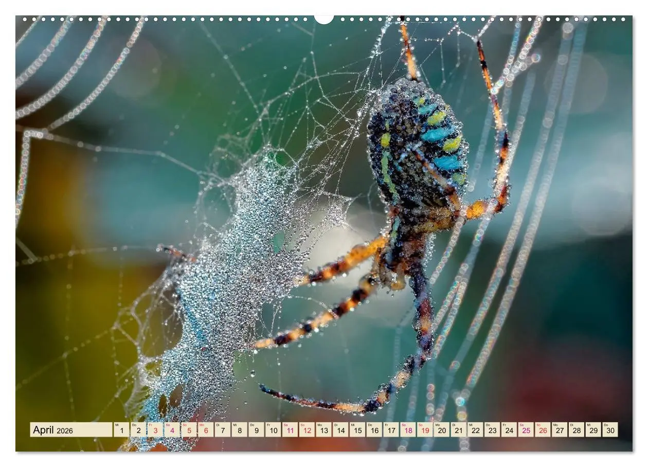 Bild: 9783457845271 | Spinnennetze - Wunder der Natur (Wandkalender 2026 DIN A2 quer),...