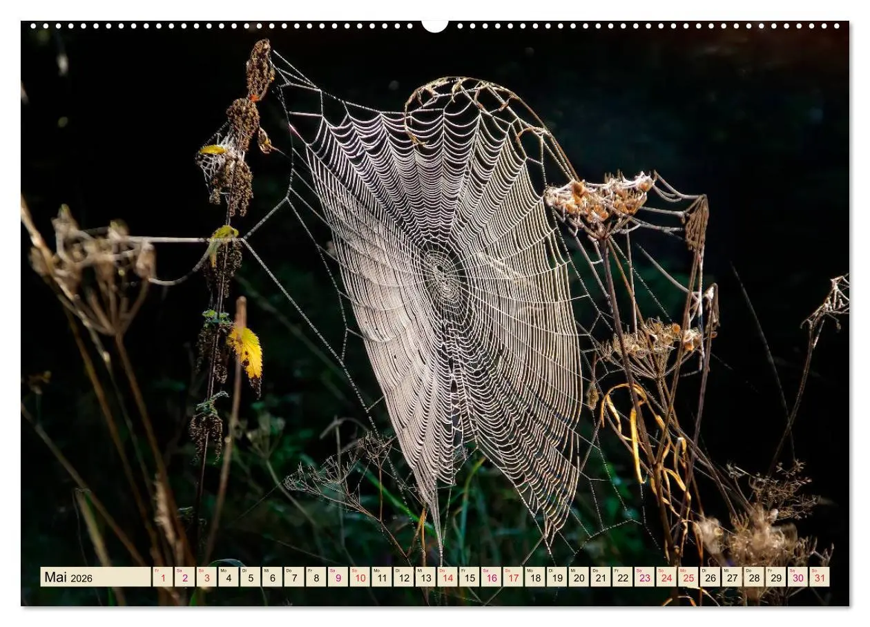 Bild: 9783457845271 | Spinnennetze - Wunder der Natur (Wandkalender 2026 DIN A2 quer),...