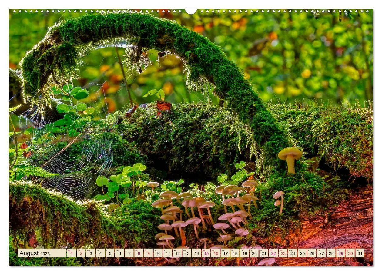 Bild: 9783457845271 | Spinnennetze - Wunder der Natur (Wandkalender 2026 DIN A2 quer),...