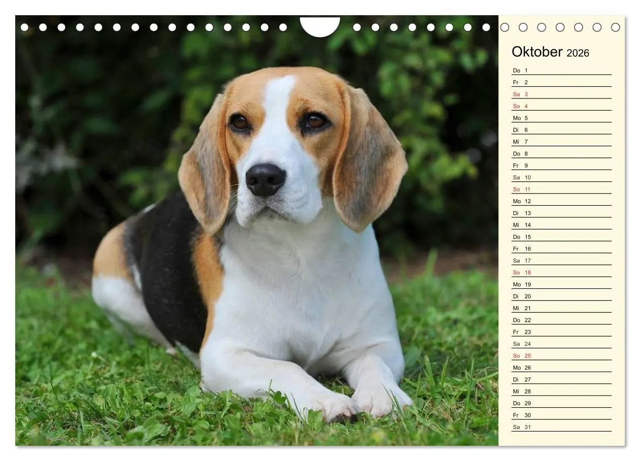 Bild: 9783516005271 | Beagle - Herz auf 4 Pfoten (Wandkalender 2026 DIN A4 quer),...