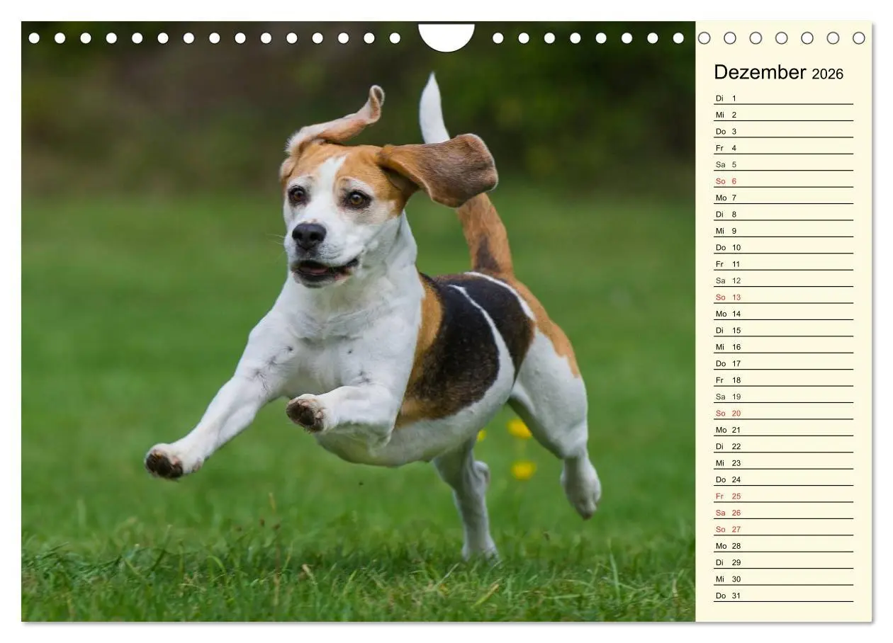 Bild: 9783516005271 | Beagle - Herz auf 4 Pfoten (Wandkalender 2026 DIN A4 quer),...
