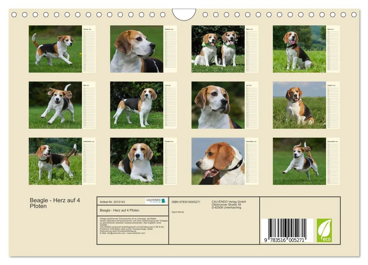 Bild: 9783516005271 | Beagle - Herz auf 4 Pfoten (Wandkalender 2026 DIN A4 quer),...