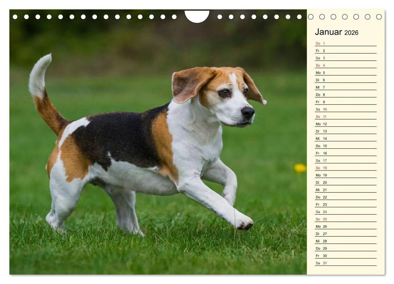 Bild: 9783516005271 | Beagle - Herz auf 4 Pfoten (Wandkalender 2026 DIN A4 quer),...