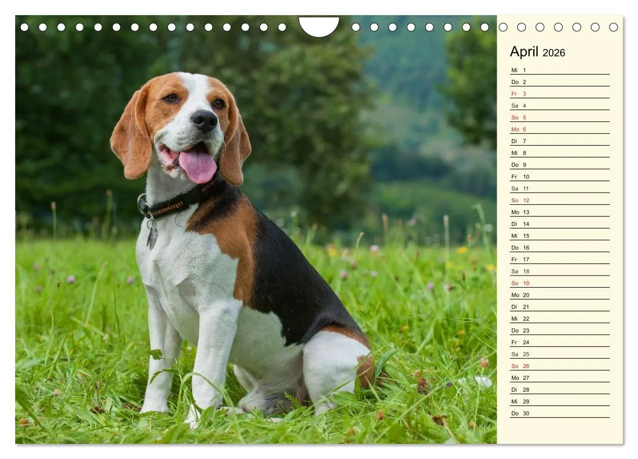 Bild: 9783516005271 | Beagle - Herz auf 4 Pfoten (Wandkalender 2026 DIN A4 quer),...