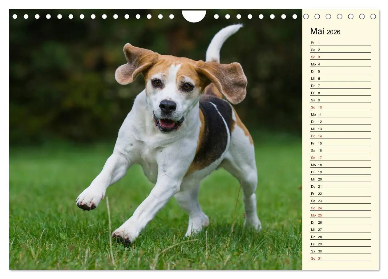 Bild: 9783516005271 | Beagle - Herz auf 4 Pfoten (Wandkalender 2026 DIN A4 quer),...