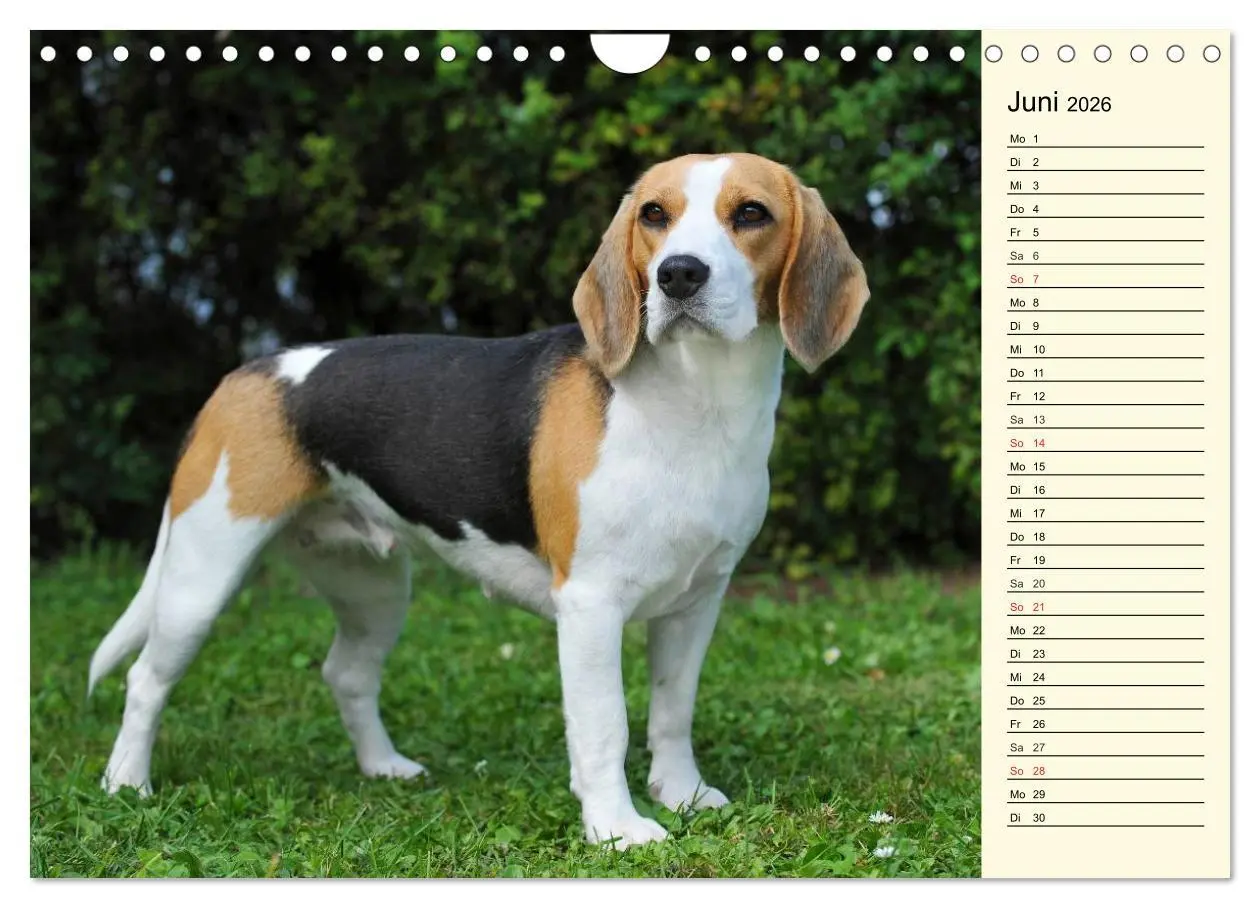 Bild: 9783516005271 | Beagle - Herz auf 4 Pfoten (Wandkalender 2026 DIN A4 quer),...