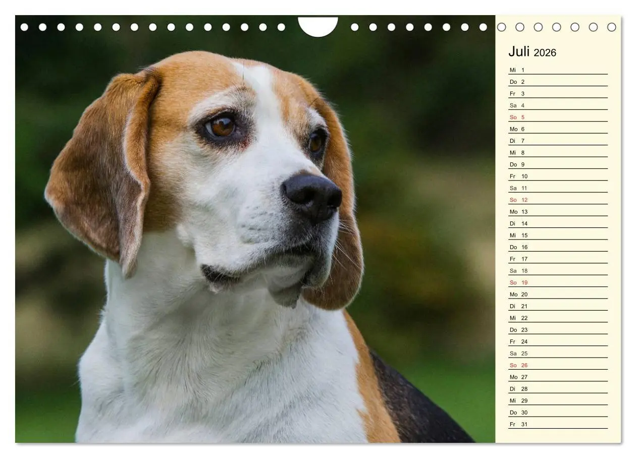 Bild: 9783516005271 | Beagle - Herz auf 4 Pfoten (Wandkalender 2026 DIN A4 quer),...