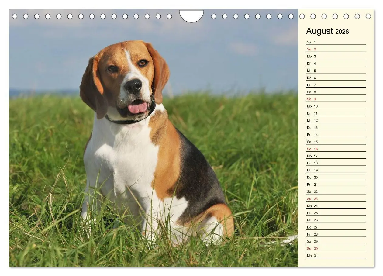 Bild: 9783516005271 | Beagle - Herz auf 4 Pfoten (Wandkalender 2026 DIN A4 quer),...