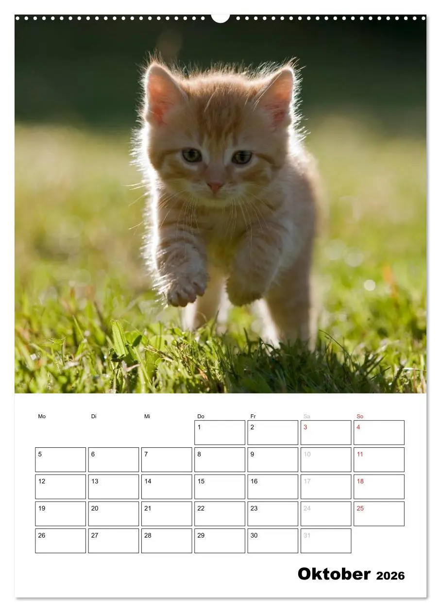 Bild: 9783516485271 | Katzenkinder - Impressionen (Wandkalender 2026 DIN A2 hoch),...