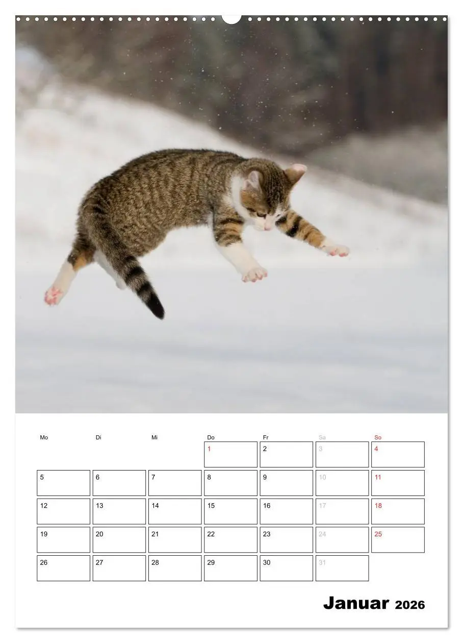 Bild: 9783516485271 | Katzenkinder - Impressionen (Wandkalender 2026 DIN A2 hoch),...