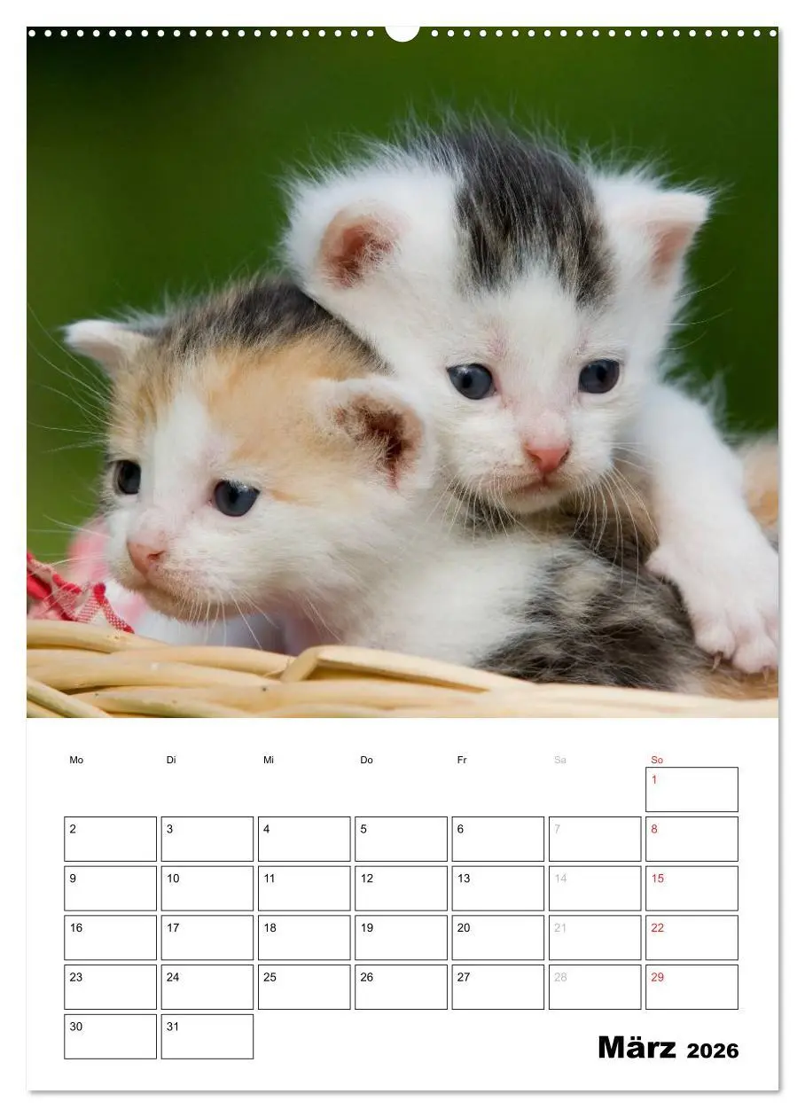 Bild: 9783516485271 | Katzenkinder - Impressionen (Wandkalender 2026 DIN A2 hoch),...