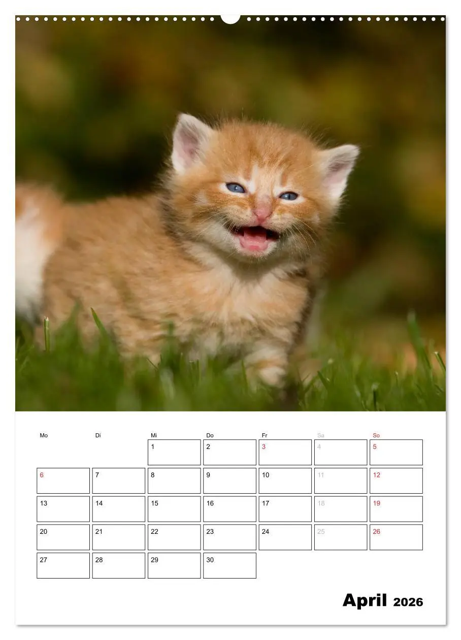 Bild: 9783516485271 | Katzenkinder - Impressionen (Wandkalender 2026 DIN A2 hoch),...