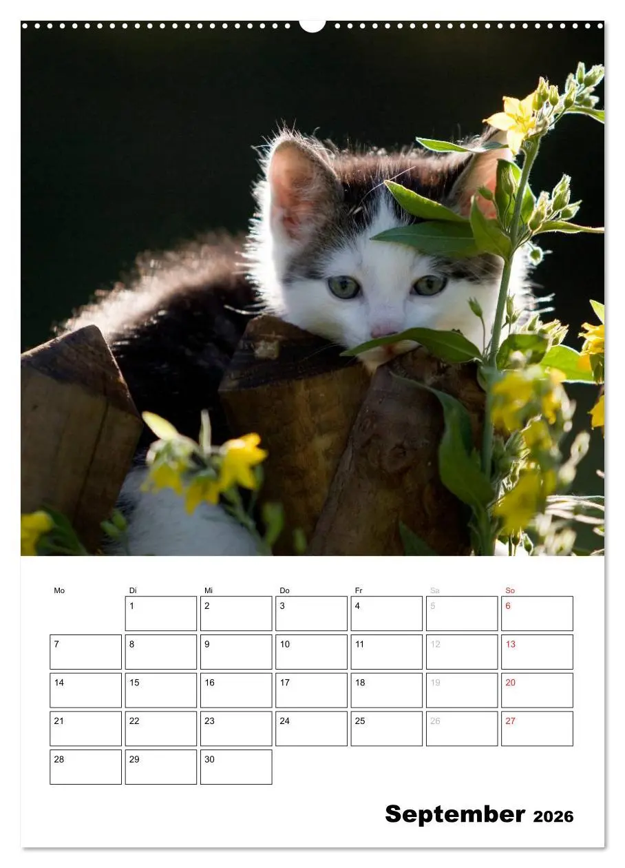 Bild: 9783516485271 | Katzenkinder - Impressionen (Wandkalender 2026 DIN A2 hoch),...