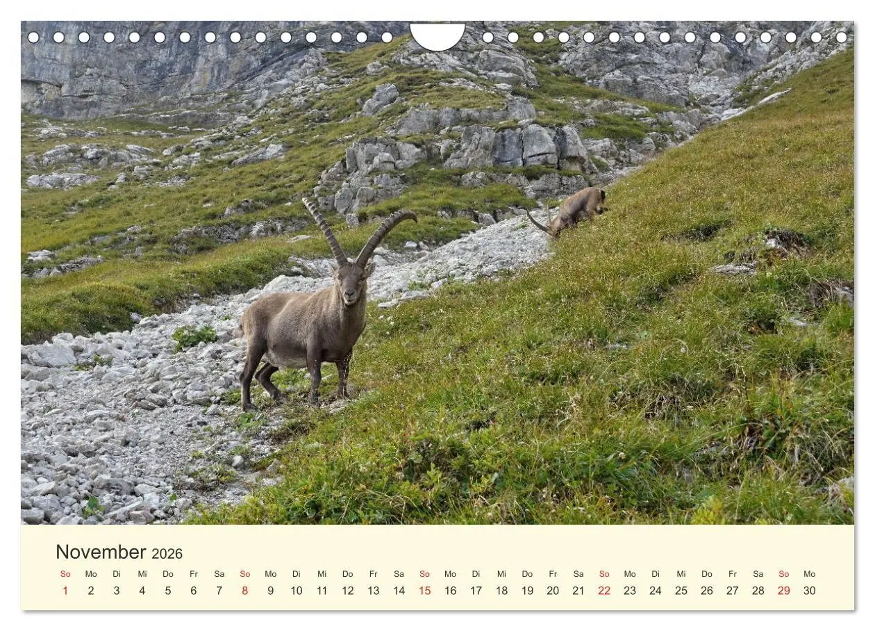 Bild: 9783457765371 | Wanderglück im Allgäu (Wandkalender 2026 DIN A4 quer), CALVENDO...