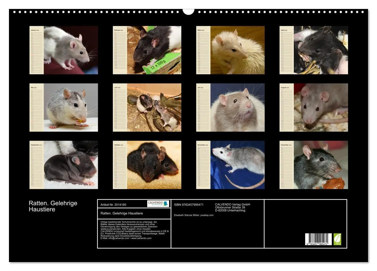 Bild: 9783457995471 | Ratten. Gelehrige Haustiere (Wandkalender 2026 DIN A2 quer),...