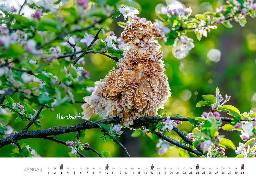 Bild: 9783960585671 | Hühner Kalender 2027 | Der Tierkalender mit den charmanten Namen