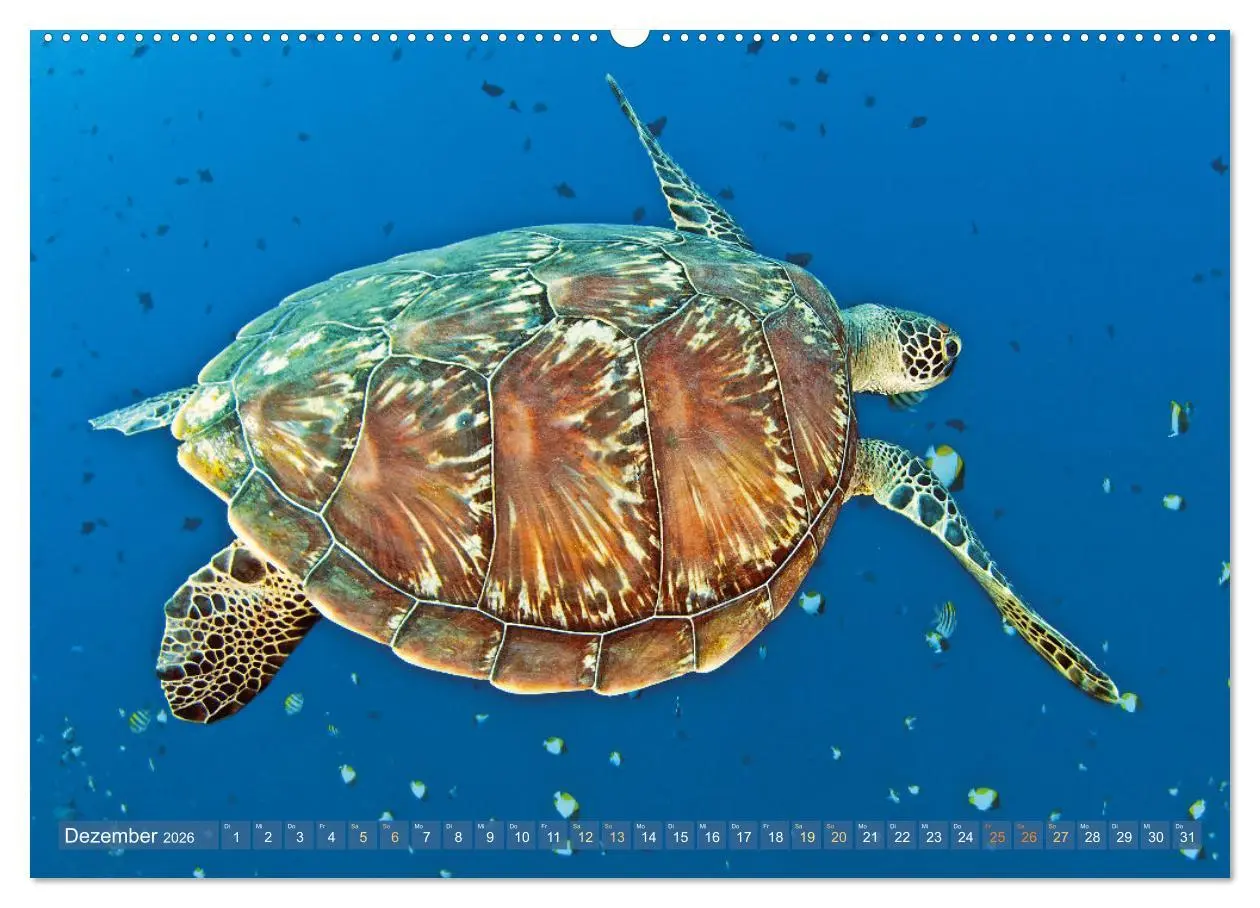 Bild: 9783457265871 | Meeresschildkröten: Aus den blauen Tiefen der Ozeane (Wandkalender...