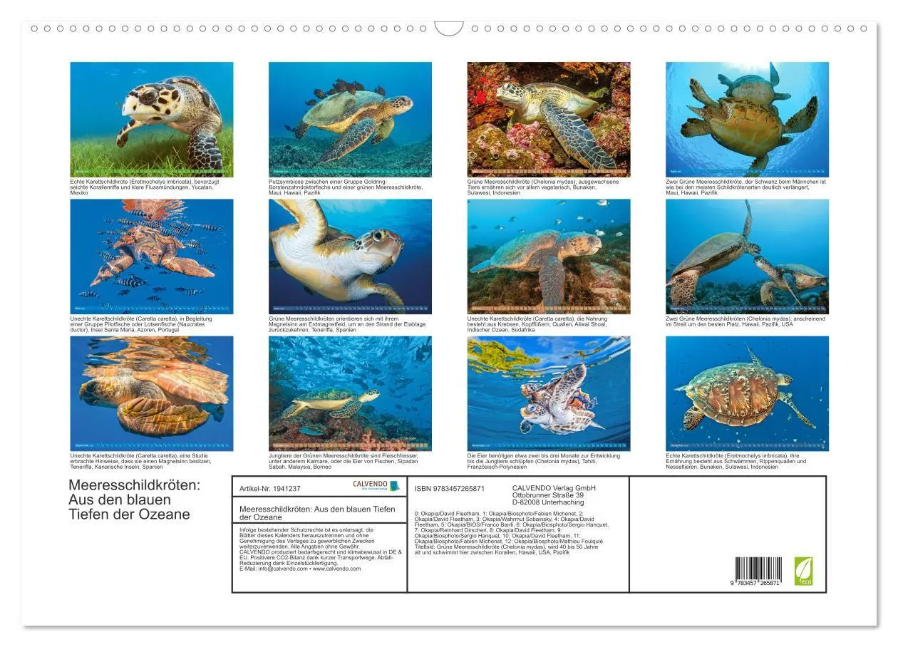 Bild: 9783457265871 | Meeresschildkröten: Aus den blauen Tiefen der Ozeane (Wandkalender...