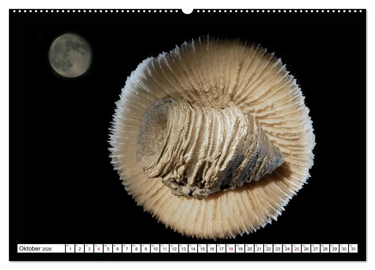 Bild: 9783457645871 | Versteinerte Welt (Wandkalender 2026 DIN A2 quer), CALVENDO...