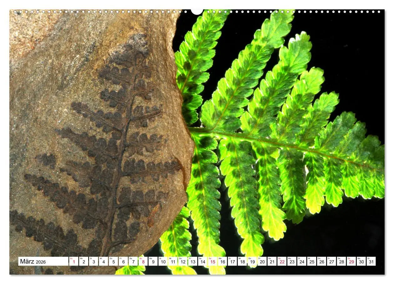 Bild: 9783457645871 | Versteinerte Welt (Wandkalender 2026 DIN A2 quer), CALVENDO...