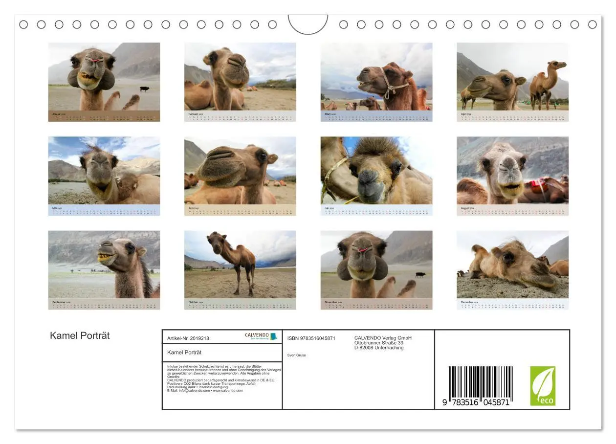 Bild: 9783516045871 | Kamel Porträt (Wandkalender 2026 DIN A4 quer), CALVENDO Monatskalender