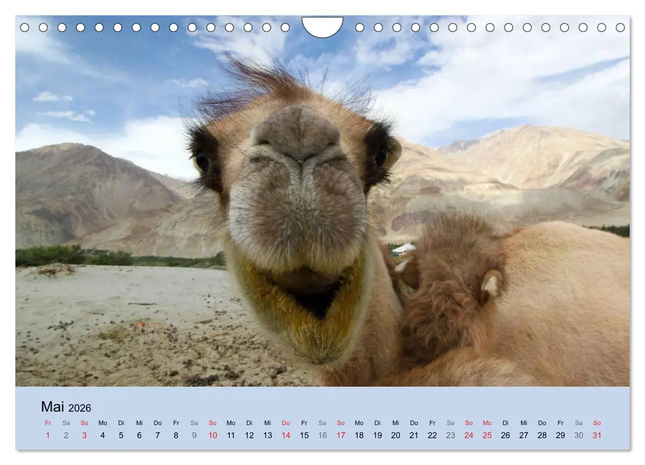 Bild: 9783516045871 | Kamel Porträt (Wandkalender 2026 DIN A4 quer), CALVENDO Monatskalender