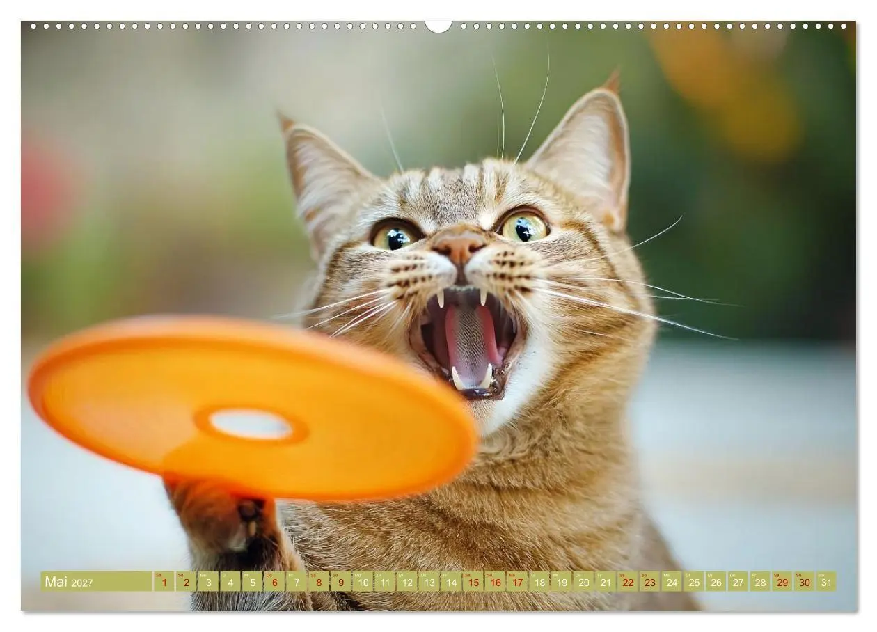 Bild: 9783569065871 | Lustige Sportarten für Katzen (hochwertiger Premium Wandkalender...