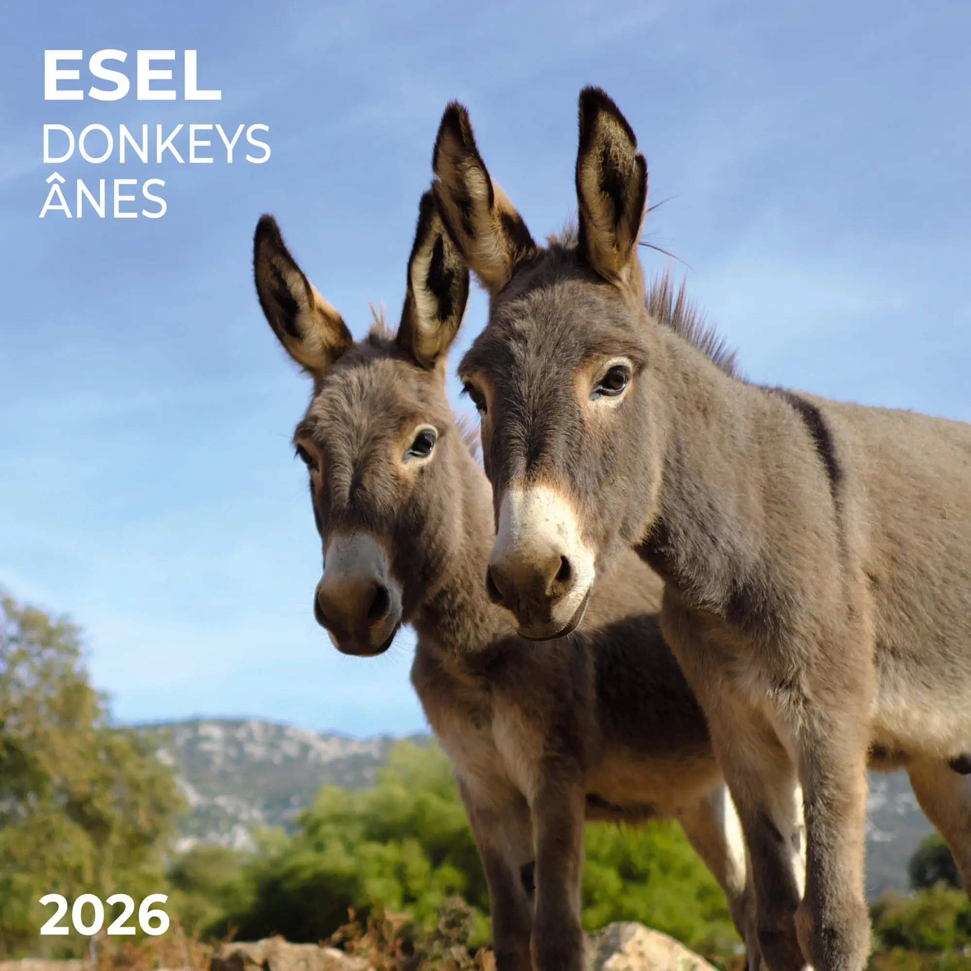 Cover: 9783959295871 | Esel/Donkey 2026 | Kalender 2026 | Kalender | Artwork Edition | 28 S.