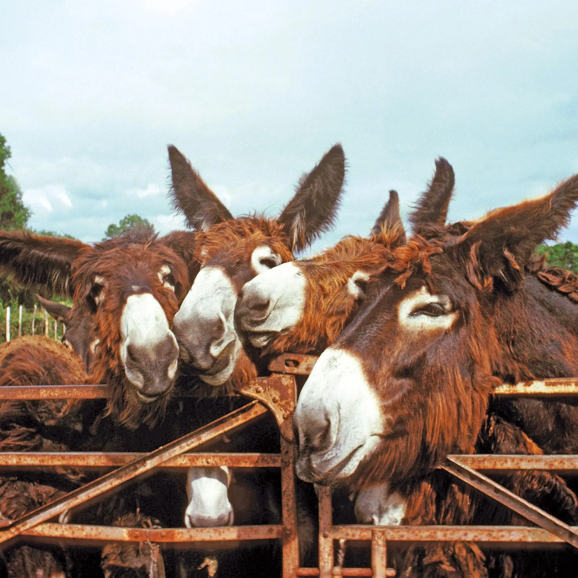 Bild: 9783959295871 | Esel/Donkey 2026 | Kalender 2026 | Kalender | Artwork Edition | 28 S.