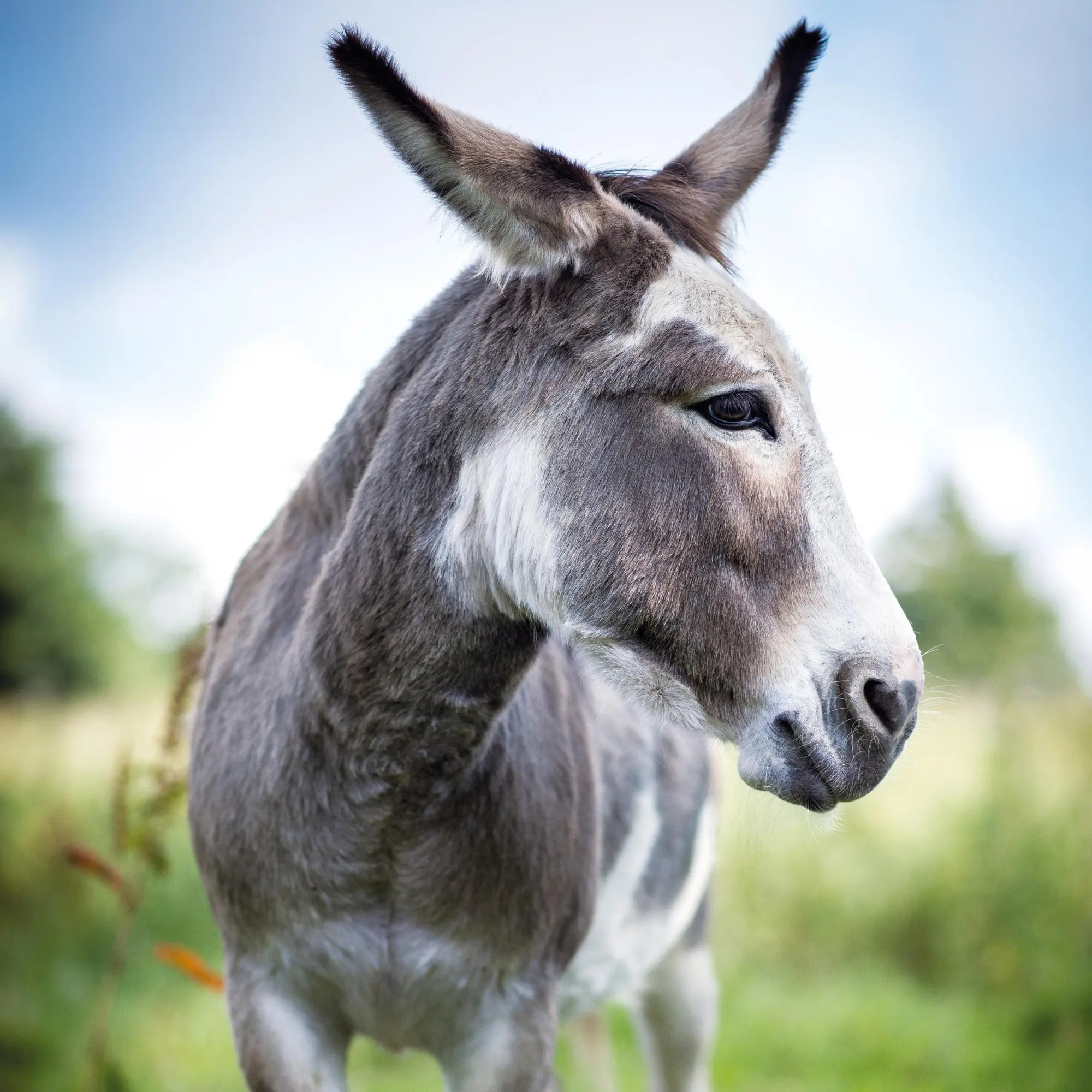 Bild: 9783959295871 | Esel/Donkey 2026 | Kalender 2026 | Kalender | Artwork Edition | 28 S.