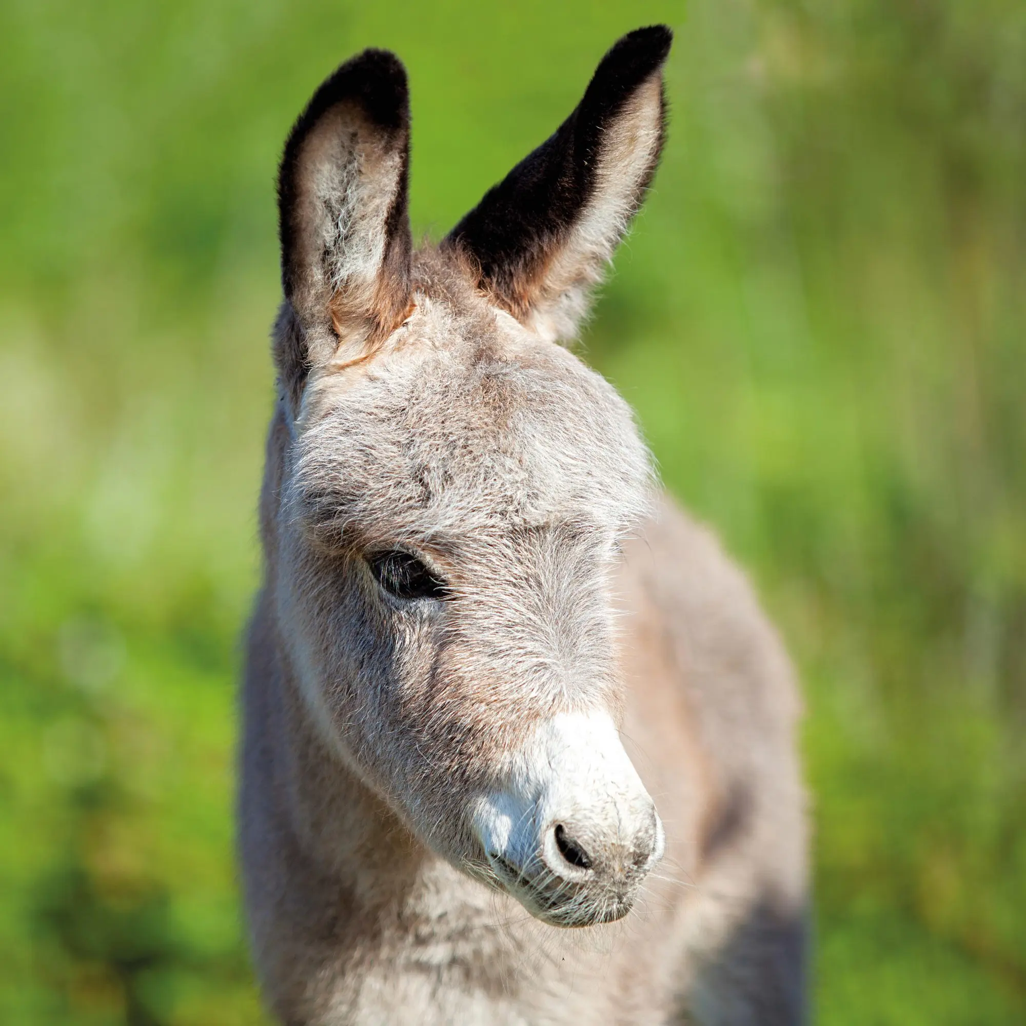 Bild: 9783959295871 | Esel/Donkey 2026 | Kalender 2026 | Kalender | Artwork Edition | 28 S.