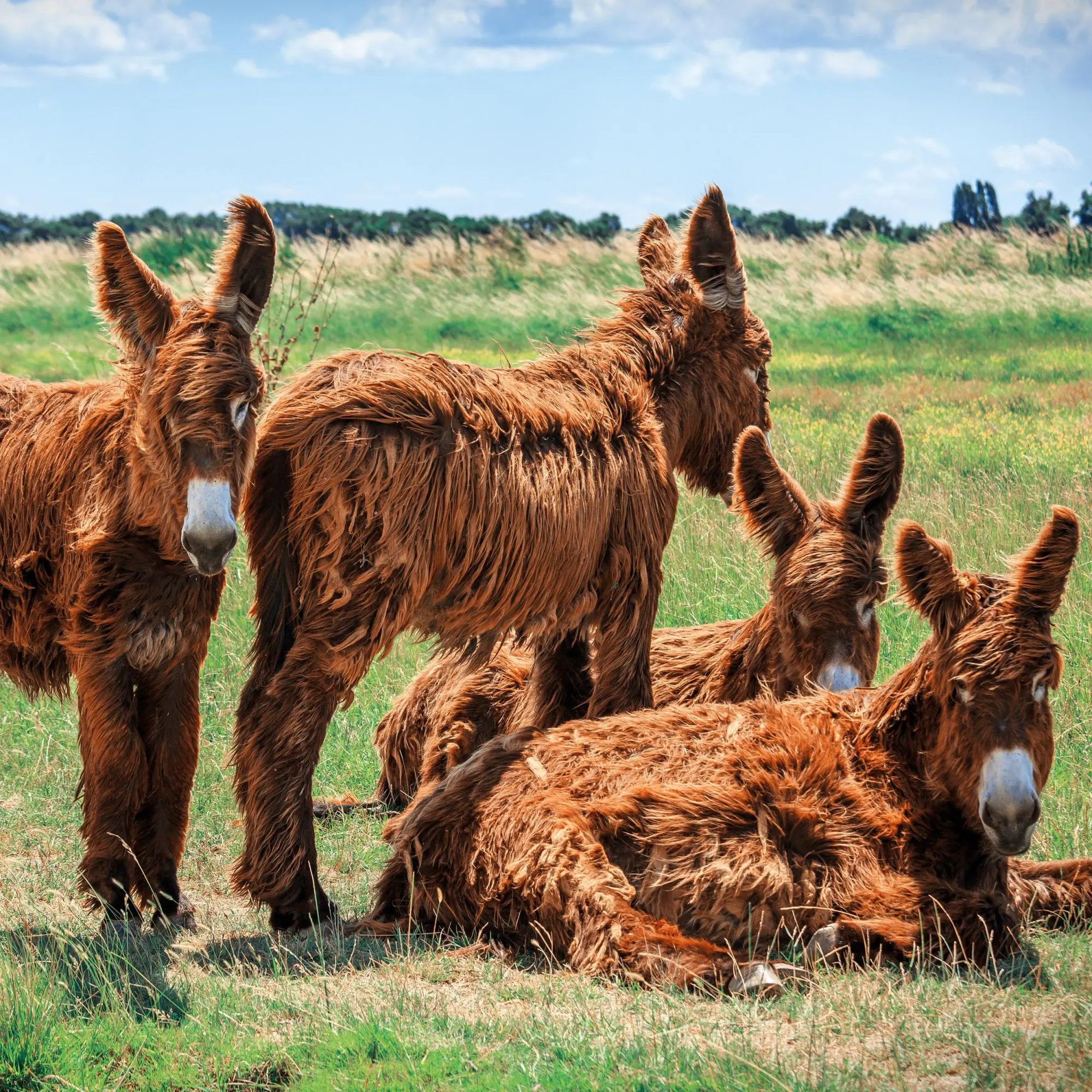 Bild: 9783959295871 | Esel/Donkey 2026 | Kalender 2026 | Kalender | Artwork Edition | 28 S.