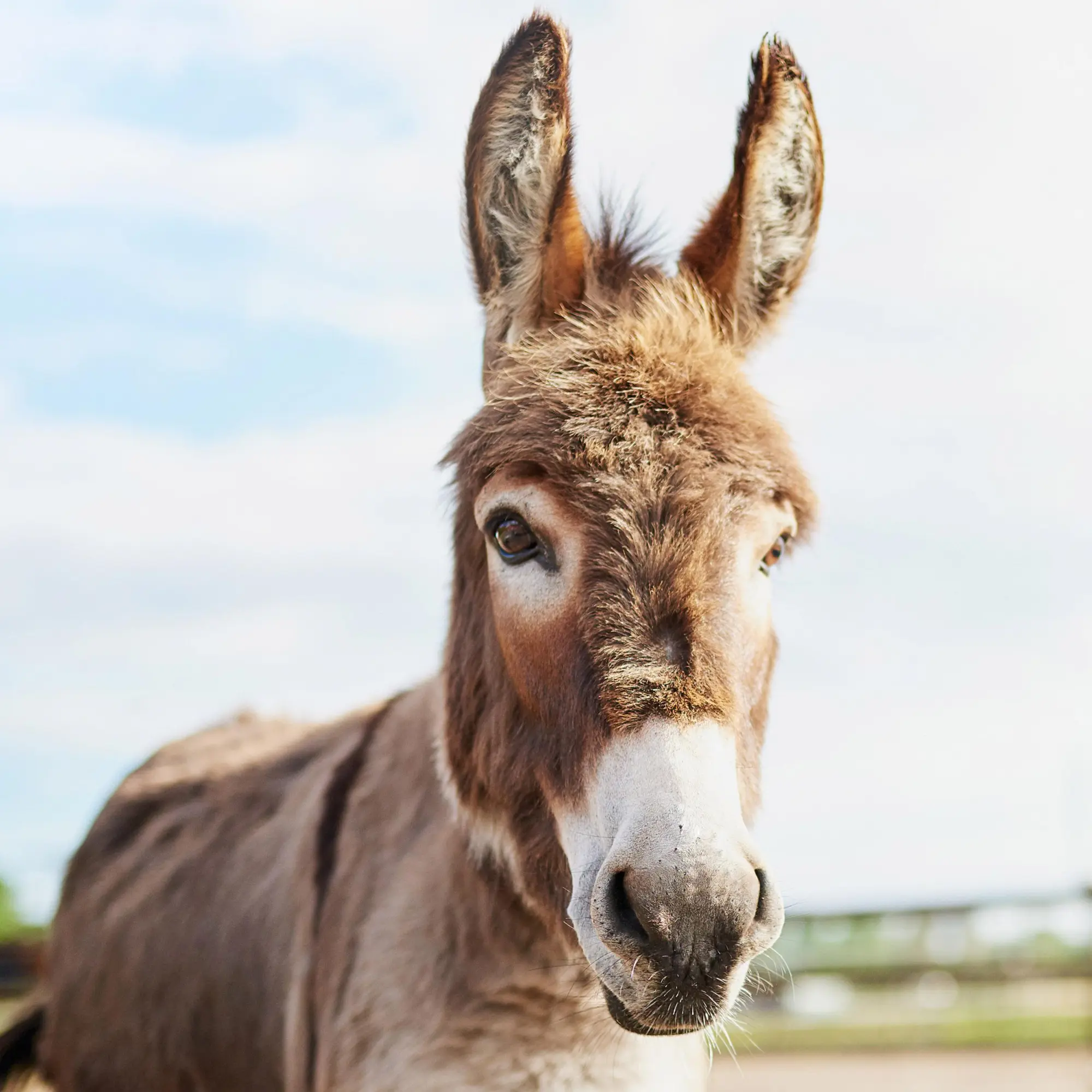 Bild: 9783959295871 | Esel/Donkey 2026 | Kalender 2026 | Kalender | Artwork Edition | 28 S.