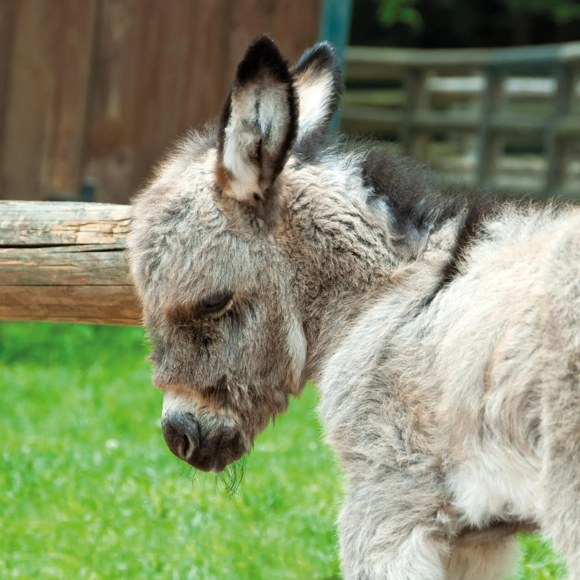 Bild: 9783959295871 | Esel/Donkey 2026 | Kalender 2026 | Kalender | Artwork Edition | 28 S.
