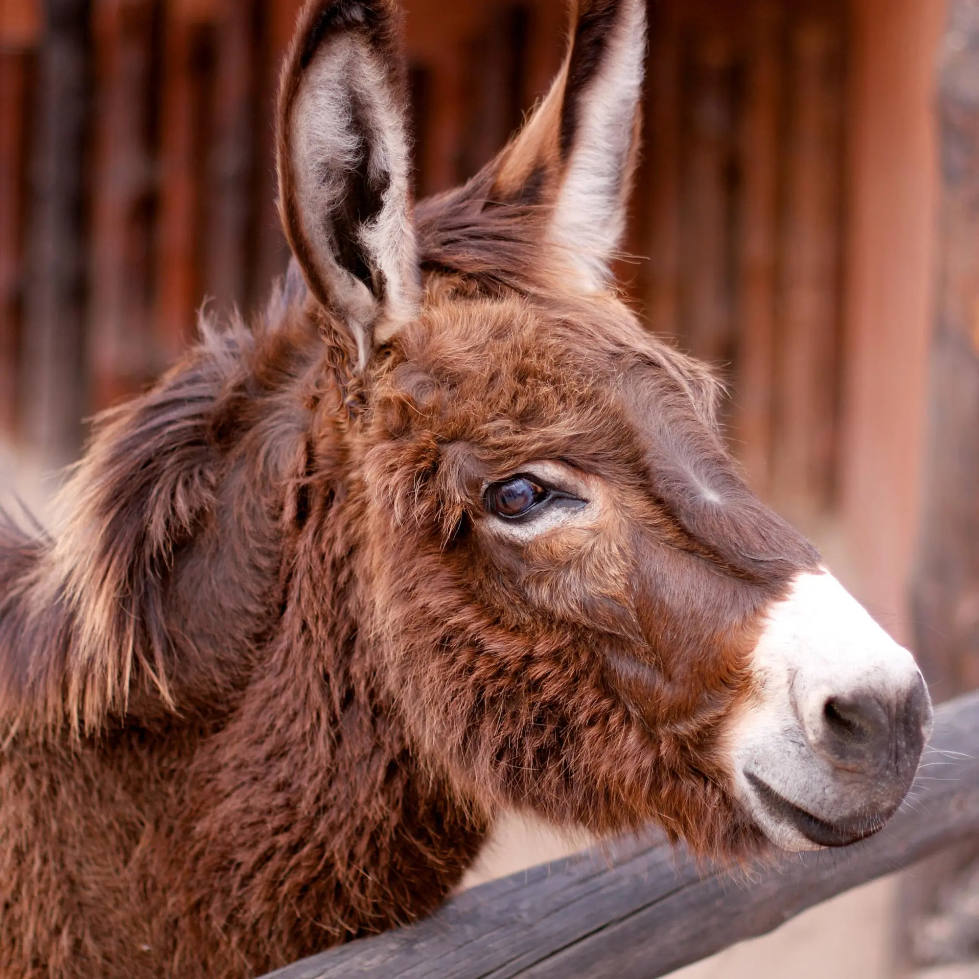 Bild: 9783959295871 | Esel/Donkey 2026 | Kalender 2026 | Kalender | Artwork Edition | 28 S.