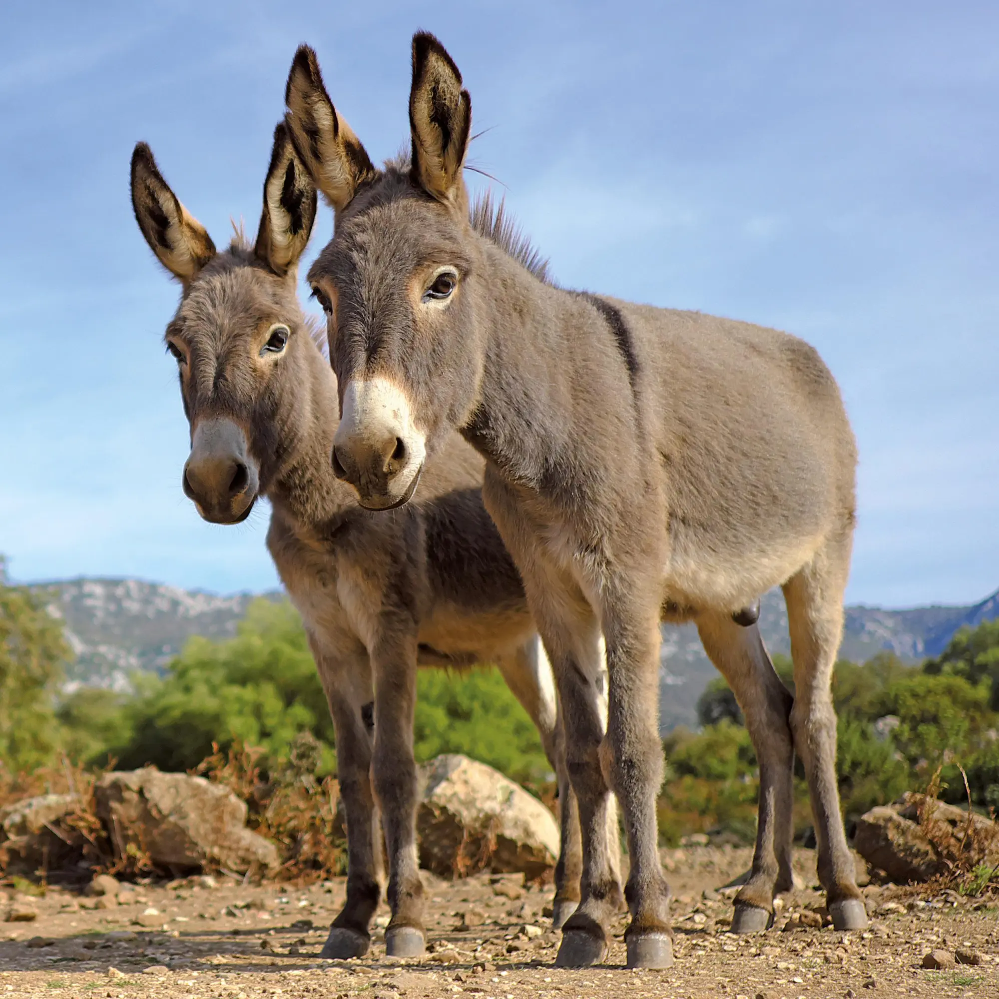 Bild: 9783959295871 | Esel/Donkey 2026 | Kalender 2026 | Kalender | Artwork Edition | 28 S.
