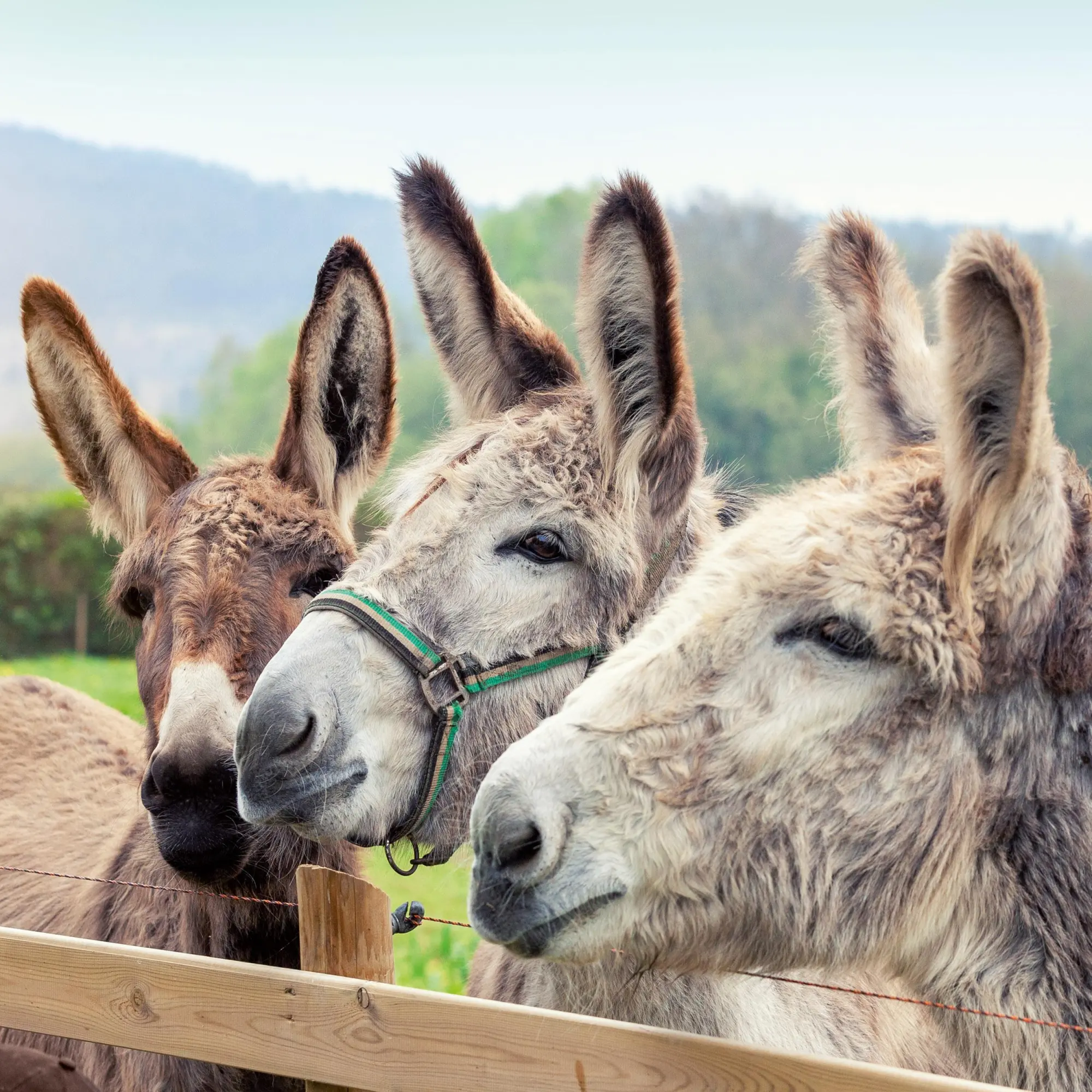 Bild: 9783959295871 | Esel/Donkey 2026 | Kalender 2026 | Kalender | Artwork Edition | 28 S.